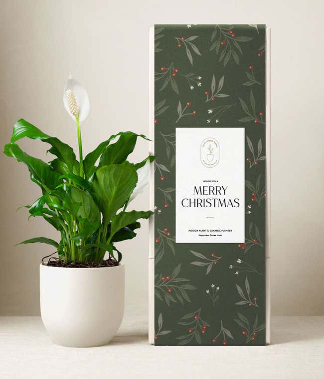 White peace lily plant in a smooth white ceramic pot placed beside a dark green holiday gift box with a botanical design and a label that reads &ldquo;Merry Christmas.&rdquo;