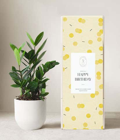 Lula's Garden ® Birthday ZZ Plant 