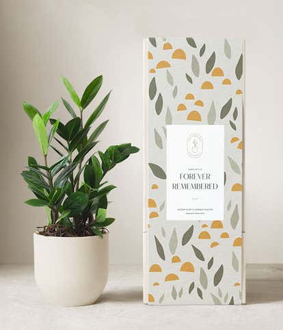 Lula's Garden ® Sympathy ZZ Plant 