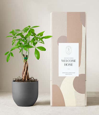 Lula's Garden ® Welcome Home Money Tree