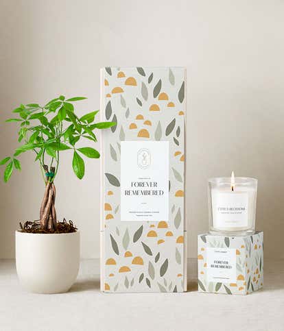 Lula's Garden ® Sympathy Money Tree Gift Set