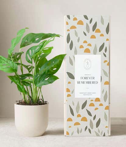 Lula's Garden ® Sympathy Monstera Plant