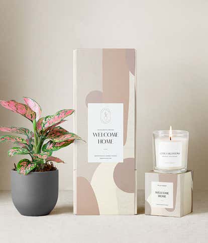Lula's Garden ® Welcome Home Pink Aglaonema Gift Set