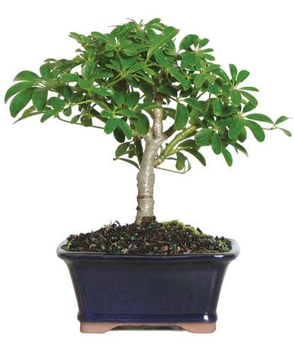 Ficus Ginseng Indoor Bonsai Tree at From You Flowers