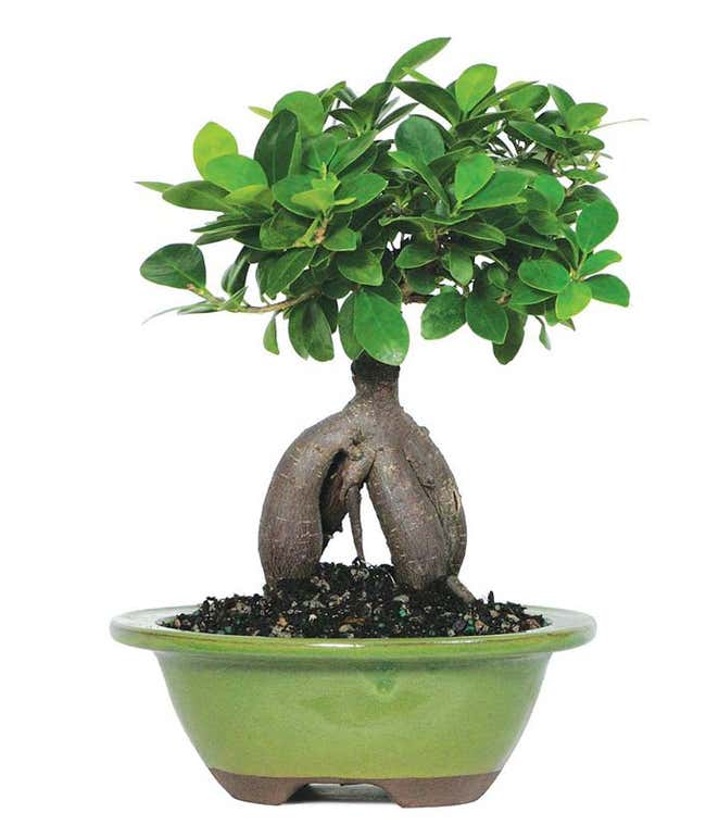 Ficus Ginseng Indoor Bonsai Tree