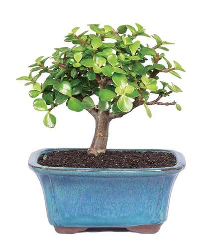 Succulent Jade Bonsai Tree