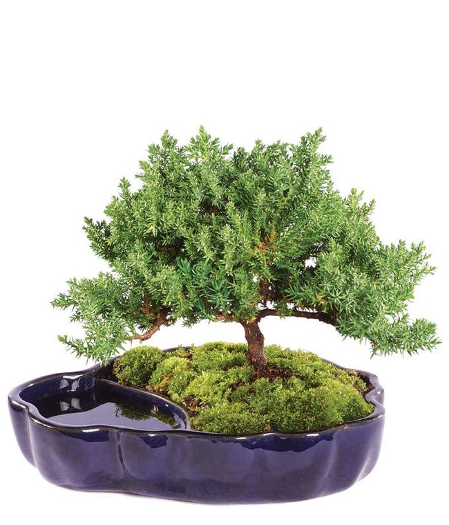 Bonsai Plant and Bonsai Tree Delivery FromYouFlowers