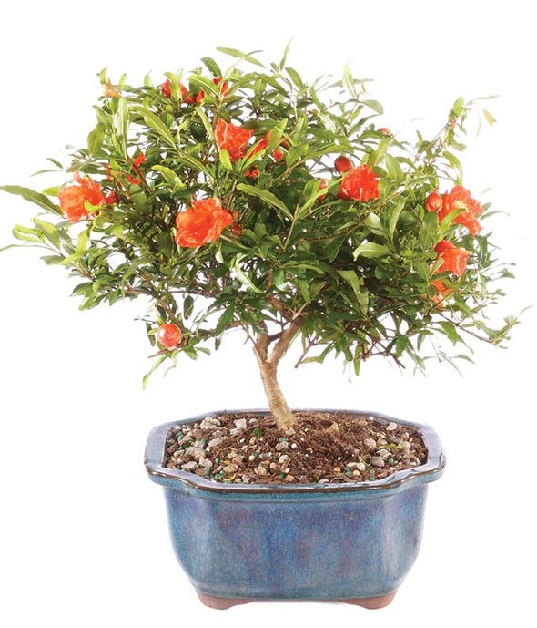 Bonsai Plant and Bonsai Tree Delivery FromYouFlowers