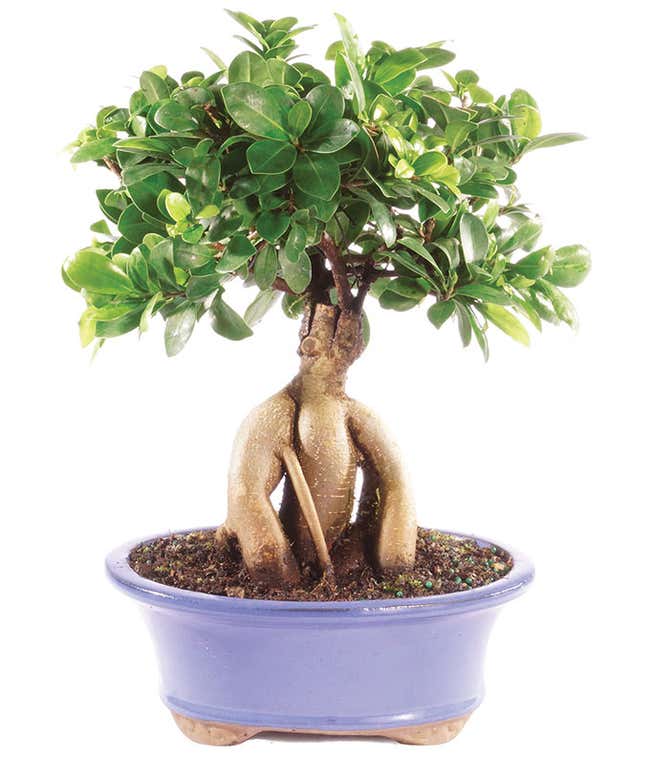 Deluxe Ginseng Grafted Ficus
