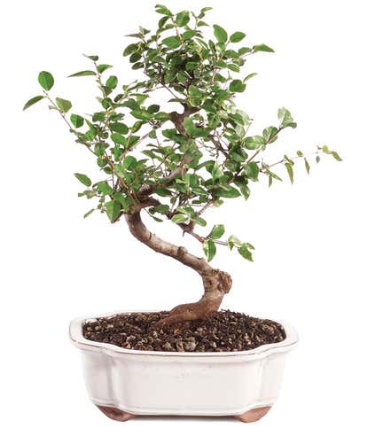 Deluxe Ginseng Grafted Ficus at From You Flowers