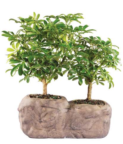 Hawaiian Umbrella Bonsai in Rock Planter