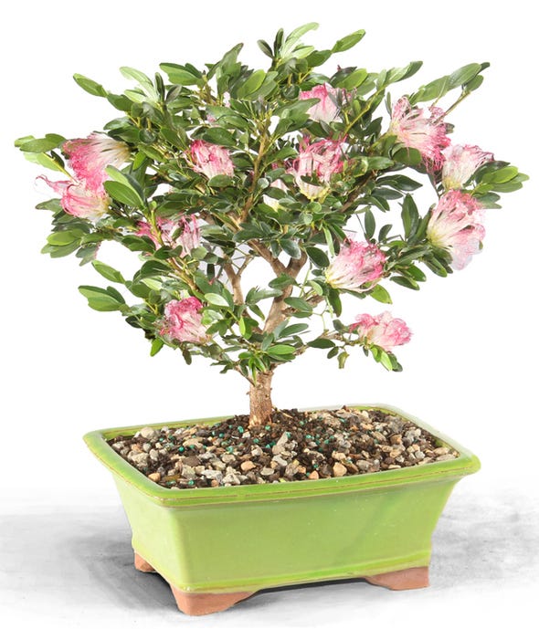 Bonsai Plant and Bonsai Tree Delivery FromYouFlowers
