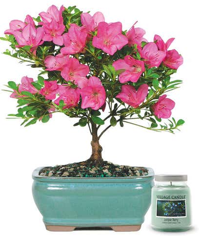 Pink Azalea Bonsai with Candle