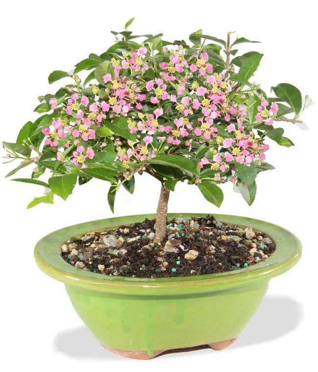 Small potted green tree, with small pink blooms.