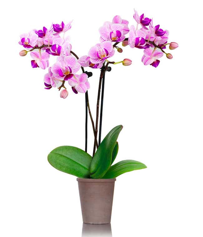 2.5 inch pot with petite purple orchid plant