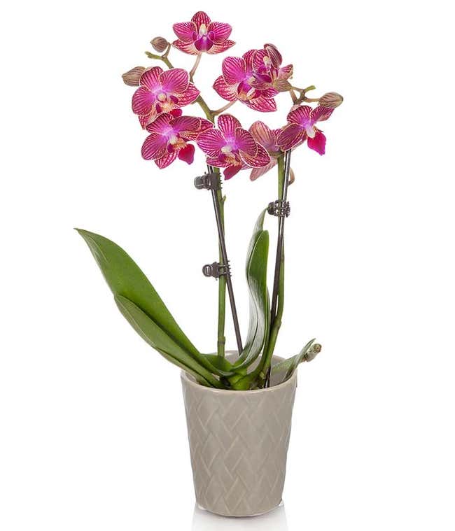 Magenta orchid in natural vase