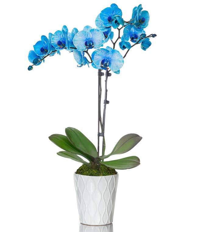 Blue orchid for delivery