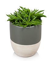 Green and Grand Succulent Plant