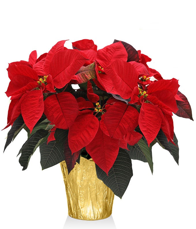 Christmas Poinsettia Delivery - FromYouFlowers