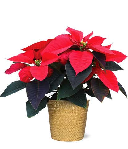 Pot Of Gold Poinsettia 