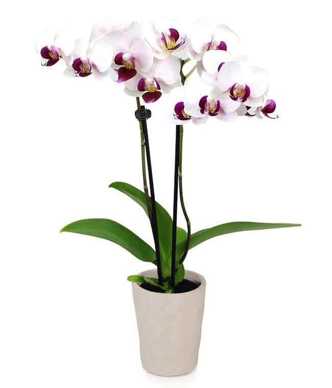 Graceful In Gray Mini Orchid