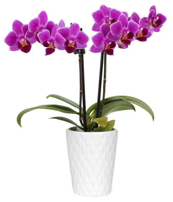 Orchids Orchid Delivery FromYouFlowers