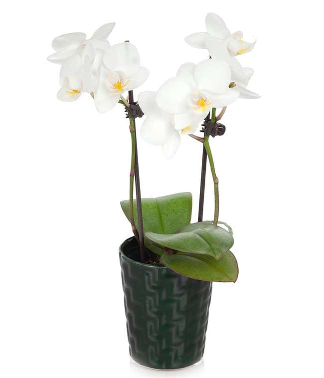 Regal White Mini Orchid