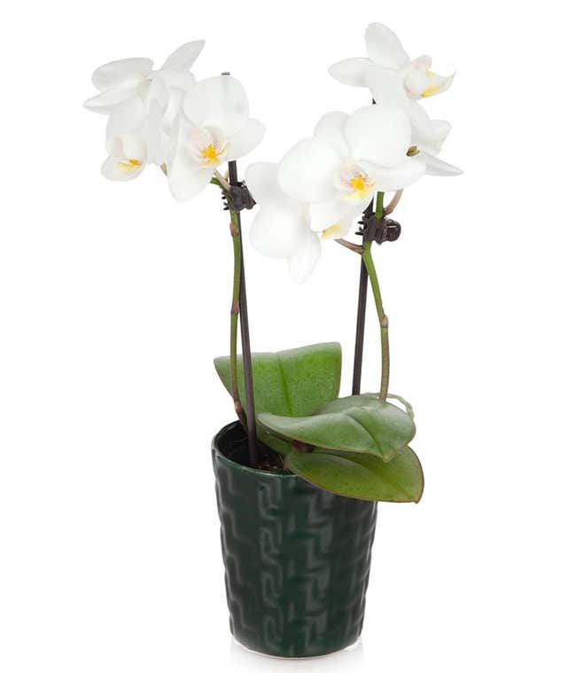 White Orchids White Orchid Plant Fromyouflowers White Orchids White Orchid Plant Fromyouflowers