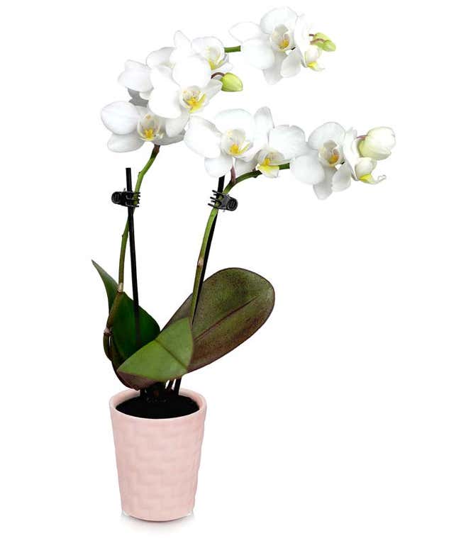 Tender Tranquility Mini Orchid