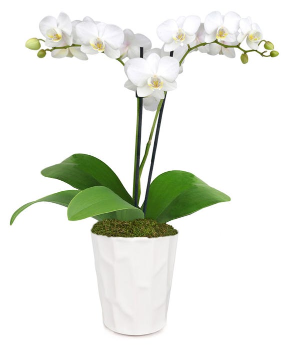 White Orchids 