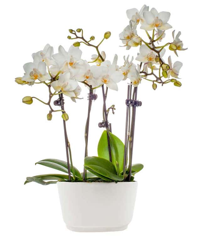 White Sands Mini Orchid