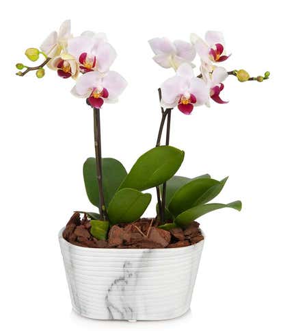 Rustic  Blush Mini Orchid