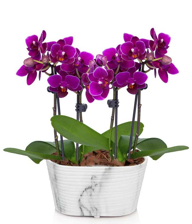 Four purple orchids in a single container