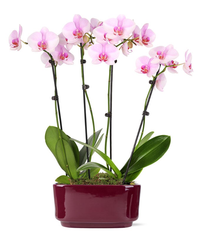 Sunny Smiles Orchid Duo at From You Flowers