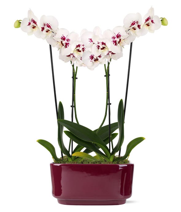 Orchids Orchid Delivery FromYouFlowers