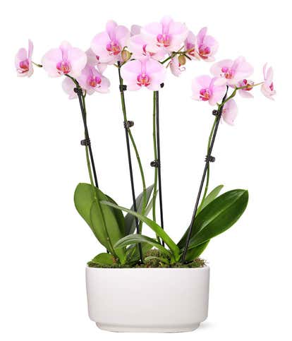 Purple Mystique Orchid at From You Flowers