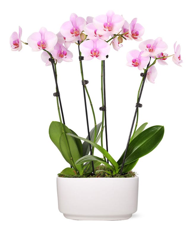 Orchids Orchid Delivery FromYouFlowers