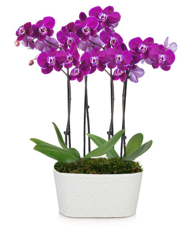 Radiant Joy Orchid Plant