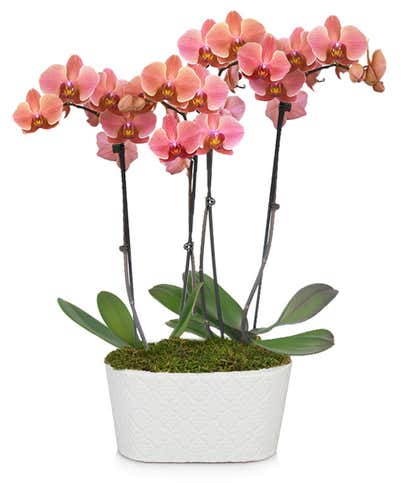 Perfect Peach Orchid Plant