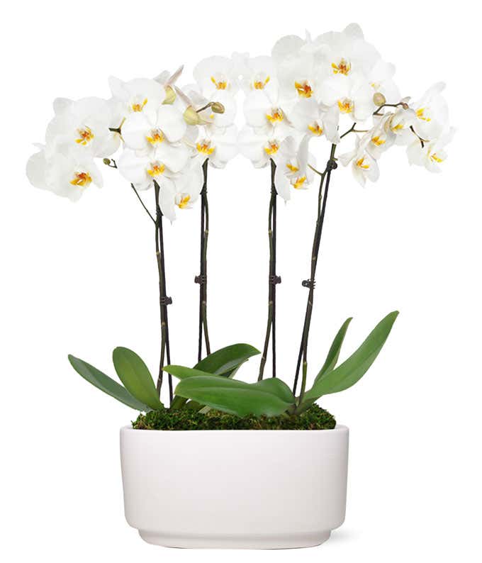 Snowy White Orchid Plant At From You Flowers