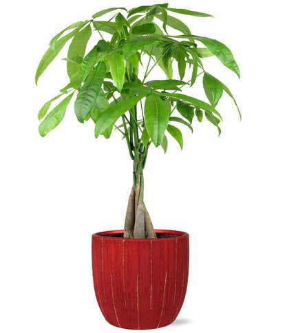 Glad Tidings Money Tree