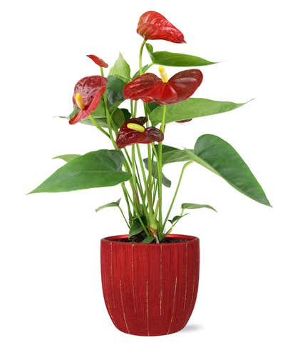 Vibrant Red Anthurium