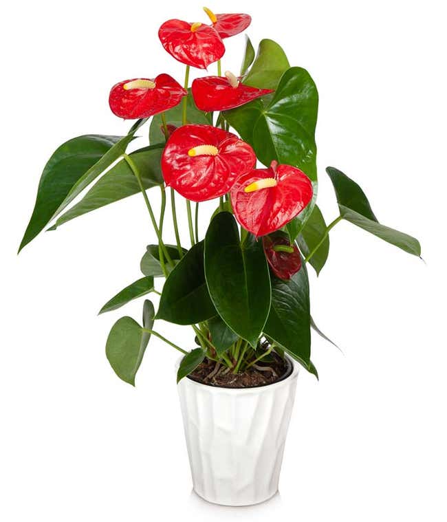 Anthurium Plant for sale