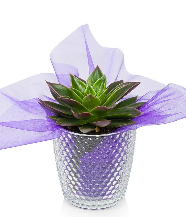 Valentine Plants Valentine's Plant Delivery FromYouFlowers