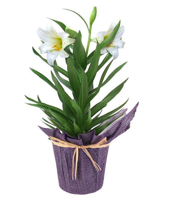 Spirited Easter Lily