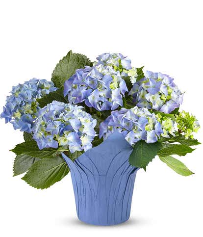 Blue Hydrangea Plant 
