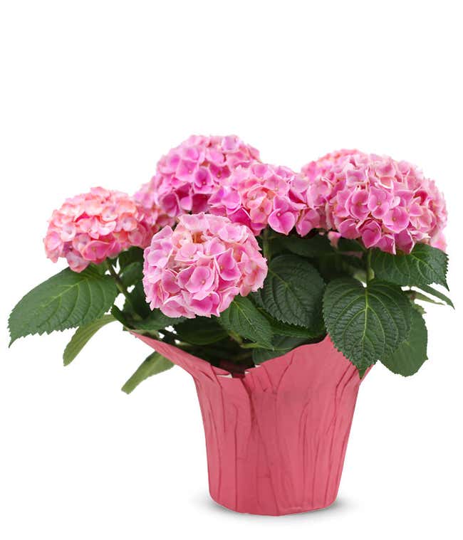 Pink Hydrangea Plant 