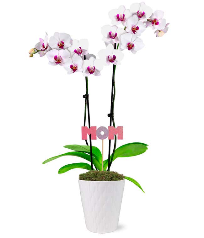 Super-Mom White Orchid 