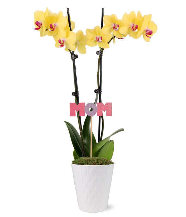 Sunny Orchid for Mom