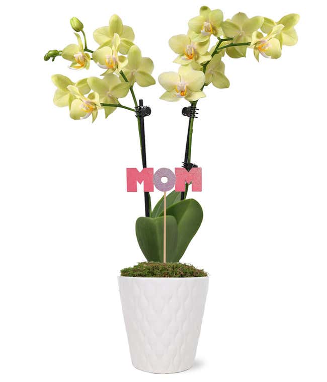 Vibrant Mother's Day Orchid